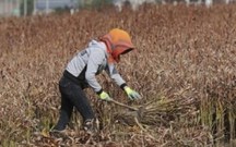 申请助学金三级贫困证明怎么写